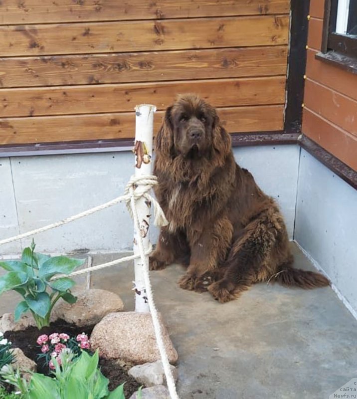 Фото: ньюфаундленд Браунблад МСК Ауди Рэд Лэсс (Brownblood MSK Audi Red Less)