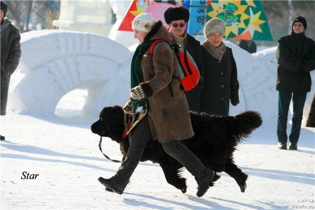 Фото: ньюфаундленд Аксель Блэк Даймонд, Дарья Митренева