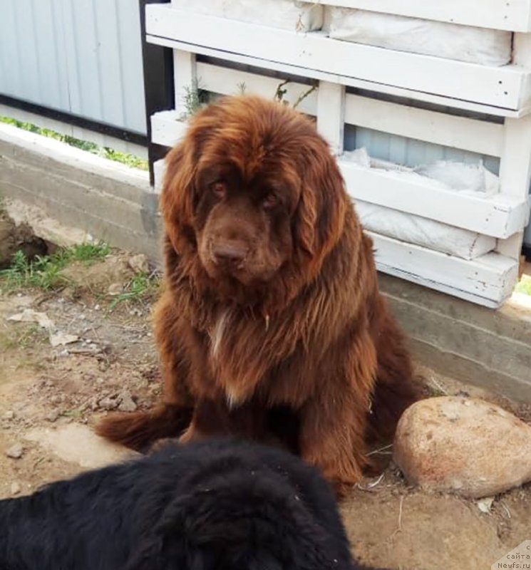 Фото: ньюфаундленд Браунблад МСК Ауди Рэд Лэсс (Brownblood MSK Audi Red Less)