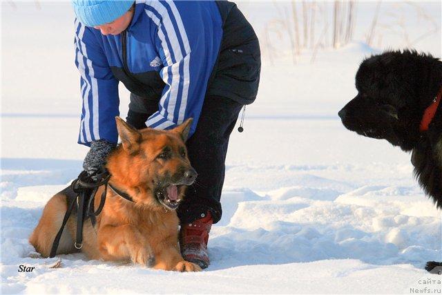 Фото: ньюфаундленд Аксель Блэк Даймонд