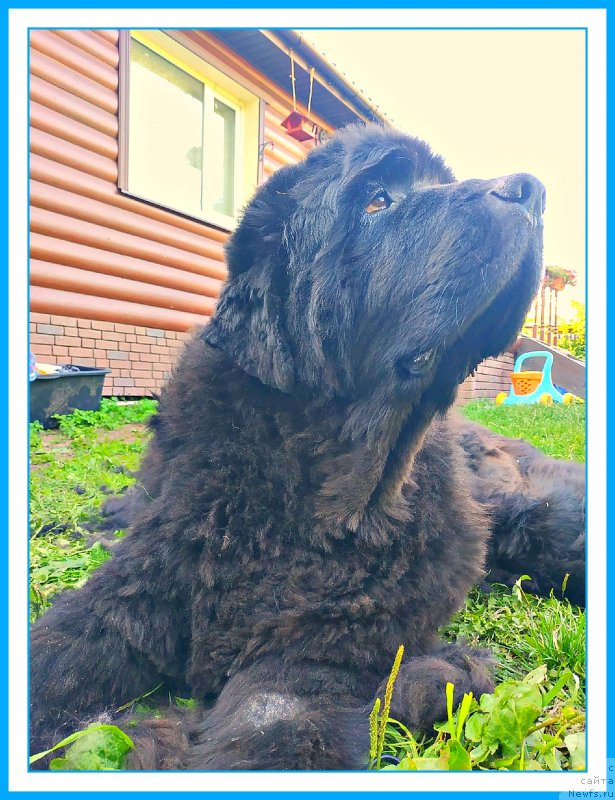 Фотография № 243995