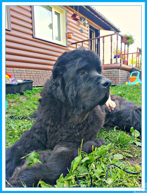 Фотография № 243997