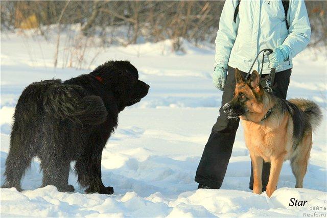 Фото: ньюфаундленд Аксель Блэк Даймонд