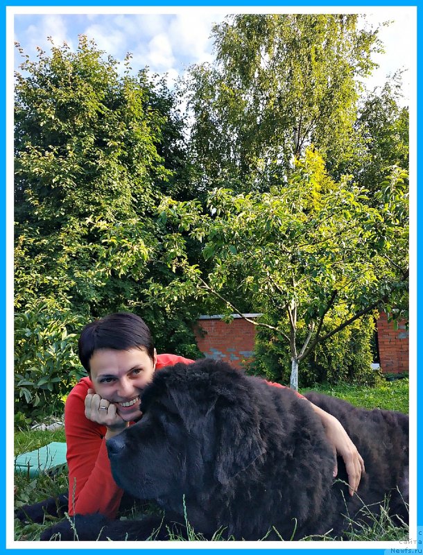 Фото: ньюфаундленд Плюшевая Панда Яр (Plushevaya Panda Yar), Вера Дорошкевич