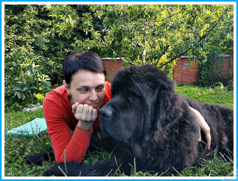 Фото: ньюфаундленд Плюшевая Панда Яр (Plushevaya Panda Yar), Вера Дорошкевич