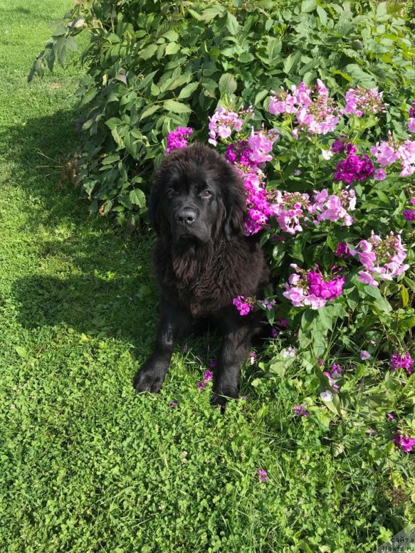 Фото: ньюфаундленд Чарлотта Браунблад из Антаграда (Charlotta Brownblood iz Antagrada)