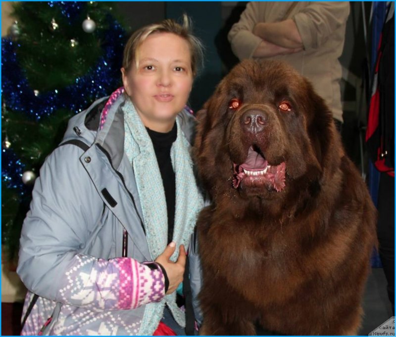 Фото: ньюфаундленд Браунблад МСК Хаким Голд Хайдар (Brownblood MSK Hakim Gold Haydar)