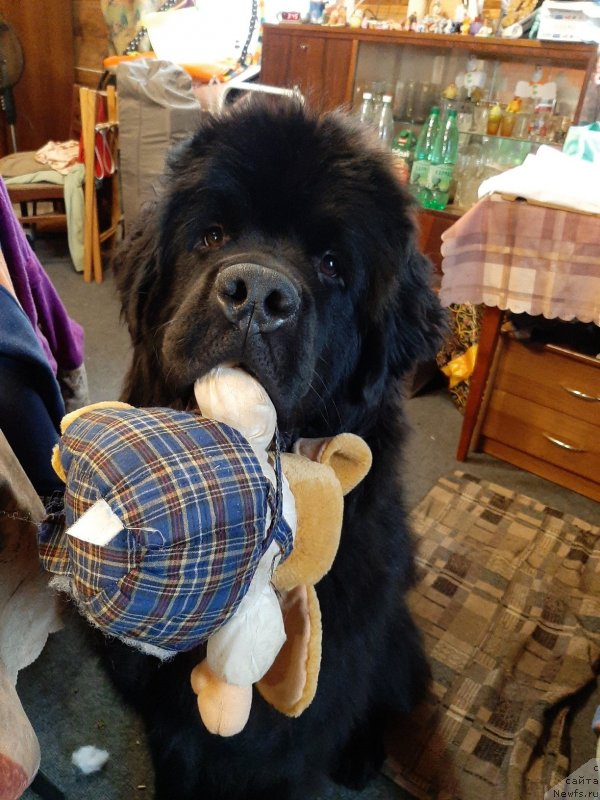 Фотография № 244018