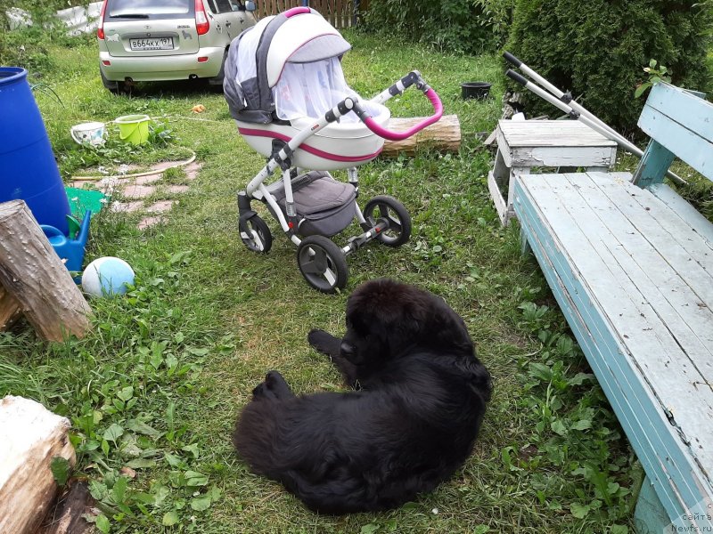 Фото: ньюфаундленд Риччи с Берега Дона (Richchi s Berega Dona)