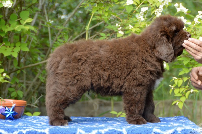 Фото: ньюфаундленд Смигар Добрый Урал