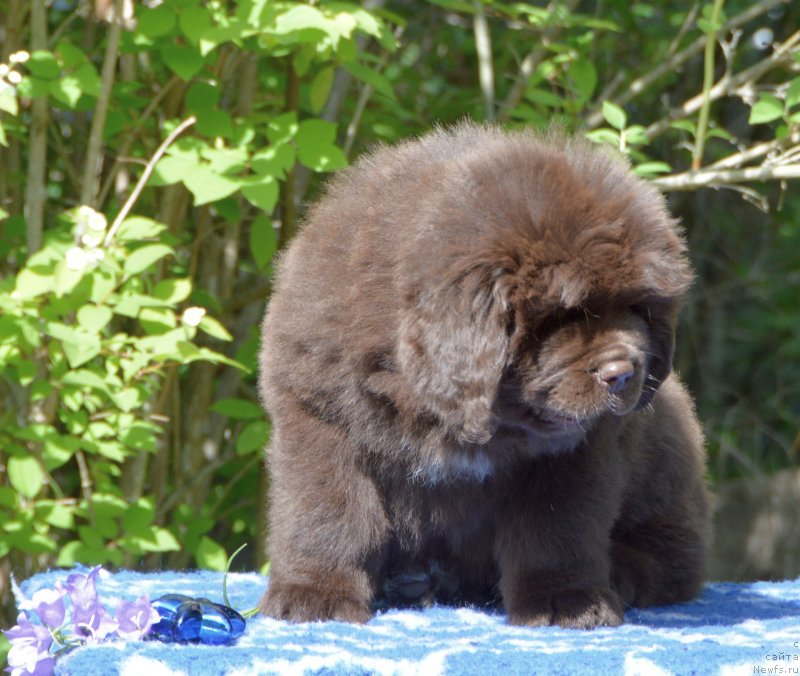 Фото: ньюфаундленд Смигар Добрый Урал
