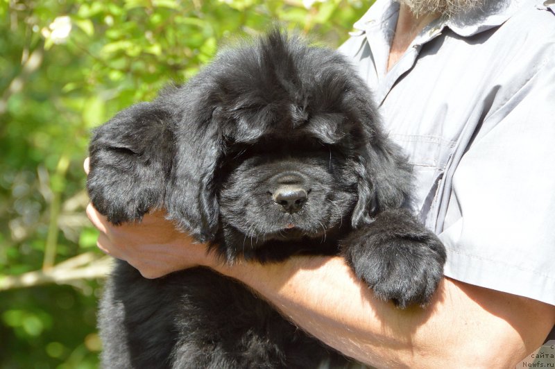 Фото: Смигар Демис Руссос, 2 месяца, ньюфаундленд Сент Джонс Юстиния Юлия (Sent Djons Yustiniya Yuliya)