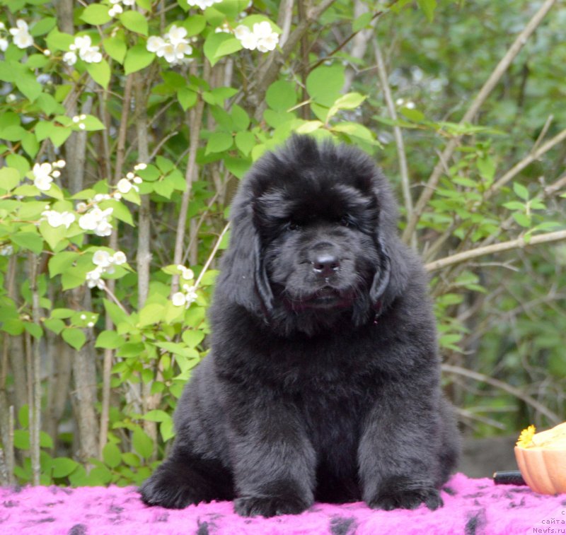 Фото: Смигар Дакота Эдолайн, 2 месяца, ньюфаундленд Сент Джонс Юстиния Юлия (Sent Djons Yustiniya Yuliya)