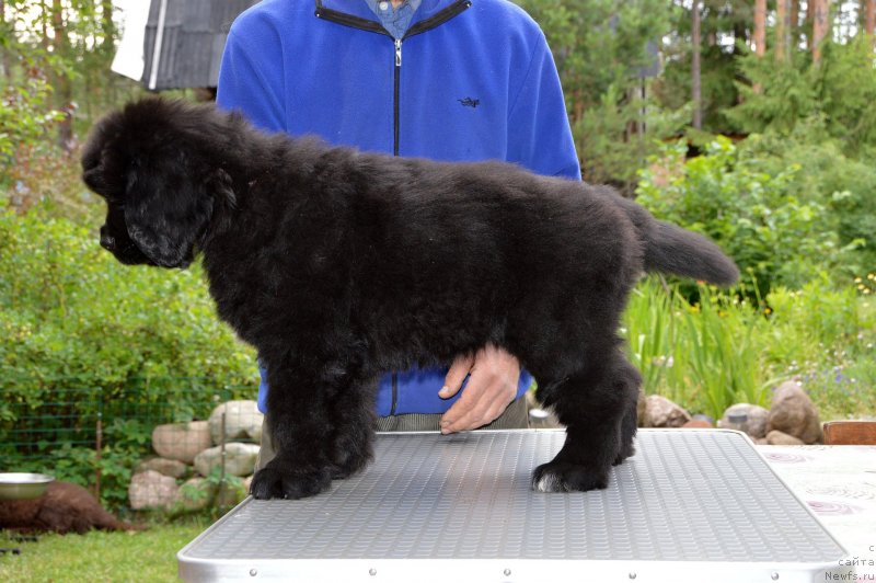 Фото: Смигар Душа Компании, 2 месяца, ньюфаундленд Сент Джонс Юстиния Юлия (Sent Djons Yustiniya Yuliya)