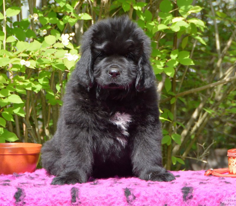 Фото: Смигар Душа Компании, 2 месяца, ньюфаундленд Сент Джонс Юстиния Юлия (Sent Djons Yustiniya Yuliya)