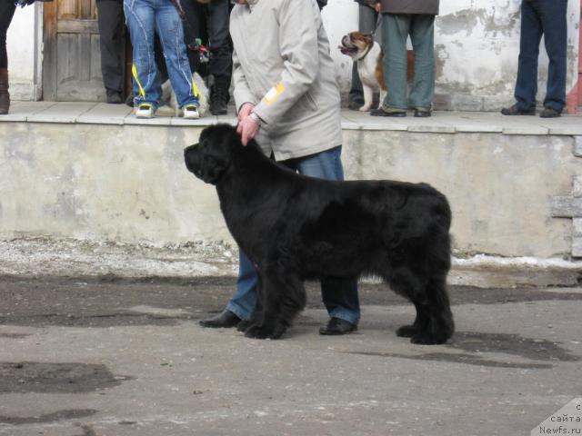 Фото: ньюфаундленд Butterfly from Giant's Island