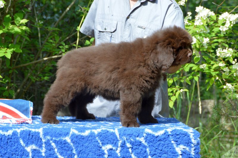 Фото: ньюфаундленд Смигар Депутат Балтики