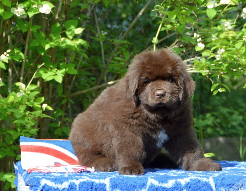 Фото: ньюфаундленд Смигар Депутат Балтики