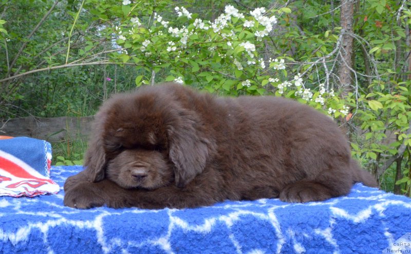 Фото: ньюфаундленд Смигар Депутат Балтики