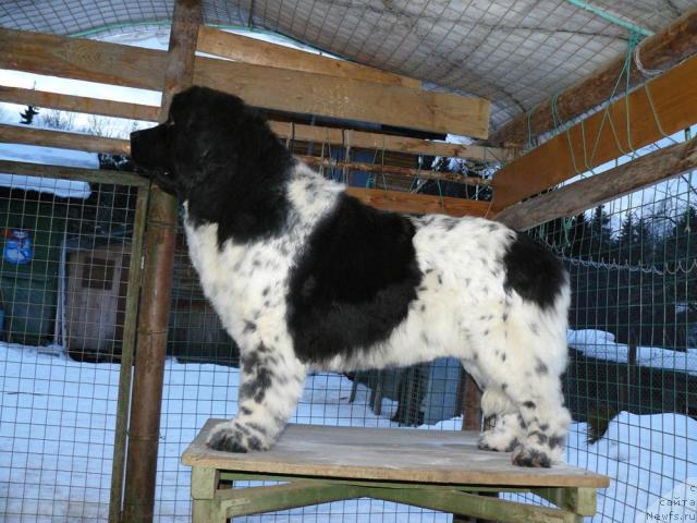 Фото: ньюфаундленд Восходящая Звезда (Voshodyashaya Zvezda)
