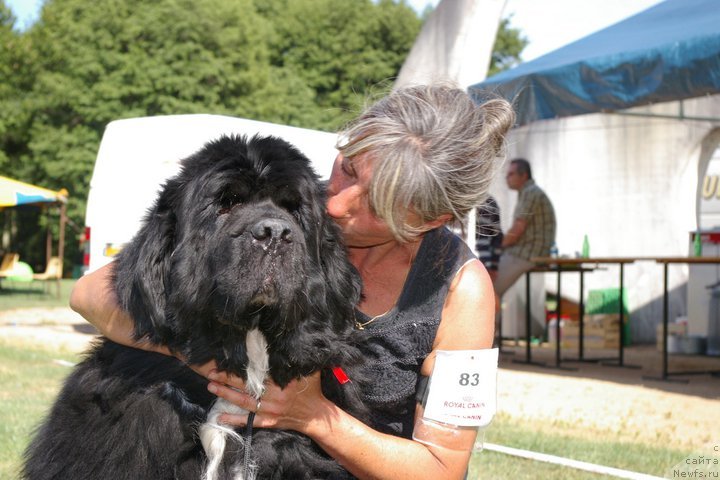 Фото: ньюфаундленд Kaydens Top Shelf Highland Bear
