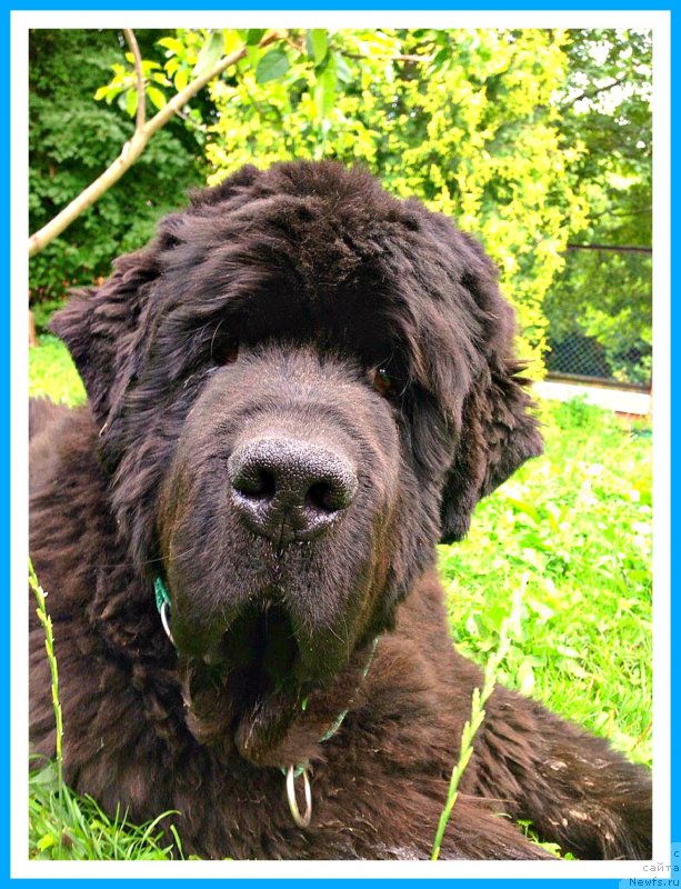 Фото: ньюфаундленд Плюшевая Панда Яр (Plushevaya Panda Yar)