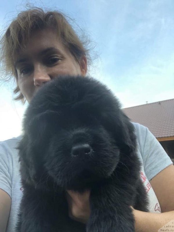 Фото: ньюфаундленд Raymond Best in Show