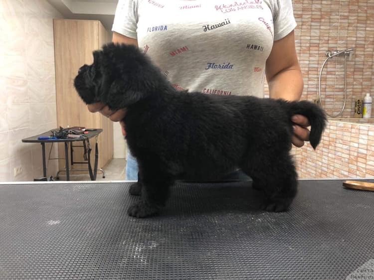 Фото: ньюфаундленд Mon Reve de la Contree du Milieu