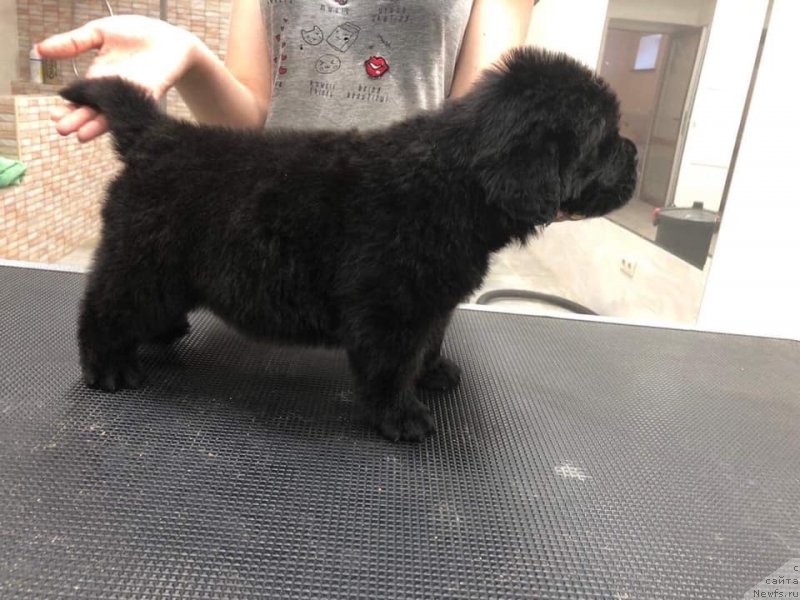 Фото: ньюфаундленд Raymond Best in Show