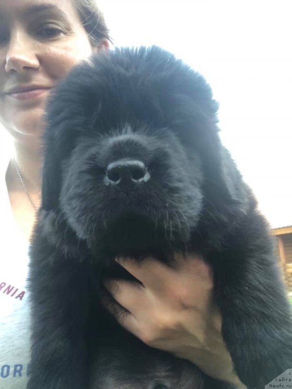 Фото: ньюфаундленд Raymond Best in Show