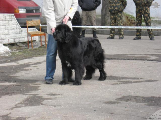 Фото: ньюфаундленд Butterfly from Giant's Island