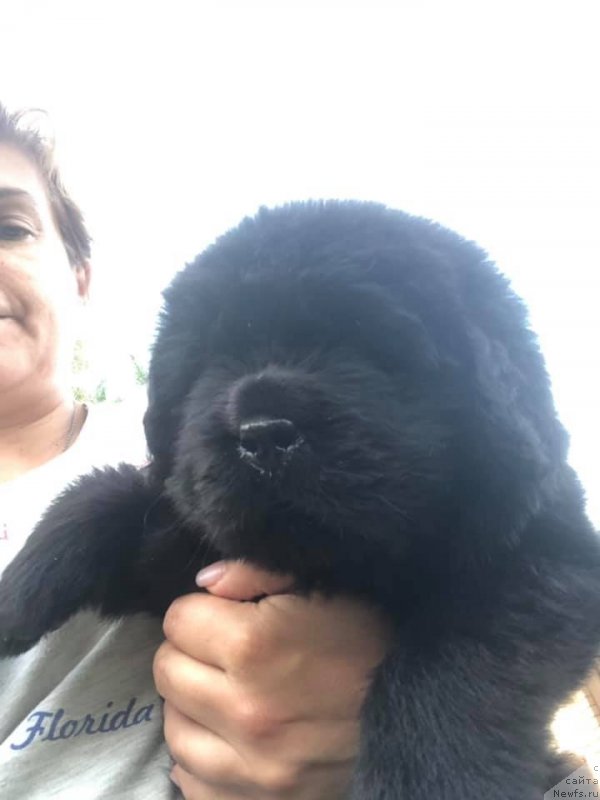 Фото: ньюфаундленд Raymond Best in Show