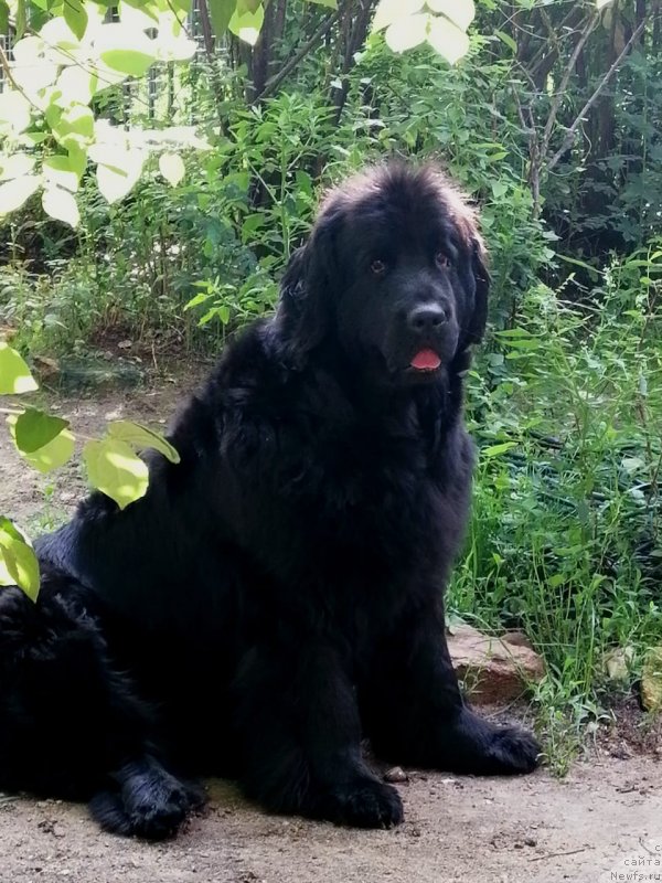 Фотография № 244054