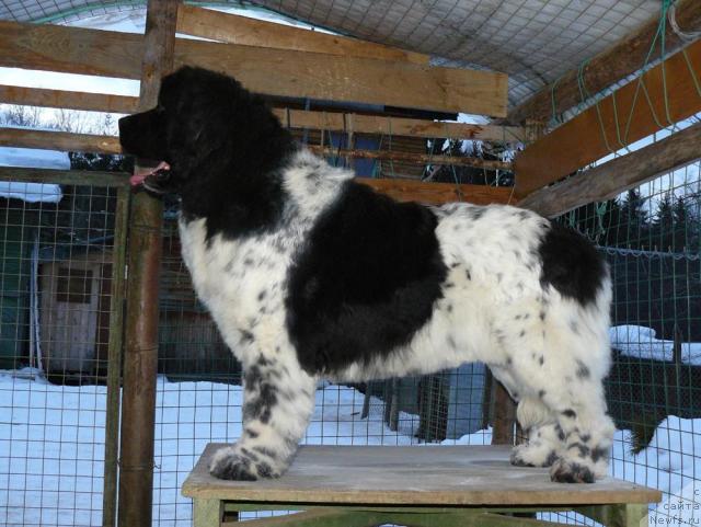 Фото: ньюфаундленд Восходящая Звезда (Voshodyashaya Zvezda)