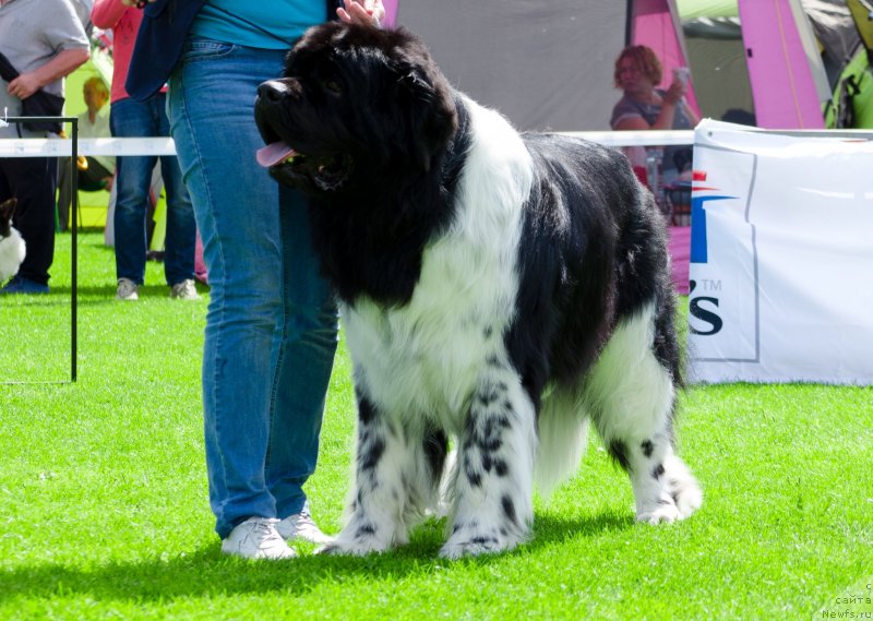 Фото: ньюфаундленд Энджелс Кипер Нибелунг (Angels Keeper Nibelung)