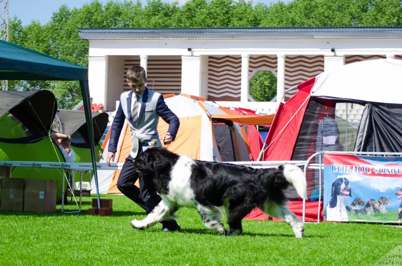 Фото: ньюфаундленд Энджелс Кипер Нибелунг (Angels Keeper Nibelung)