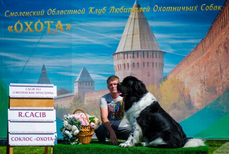 Фото: ньюфаундленд Энджелс Кипер Нибелунг (Angels Keeper Nibelung), Дмитрий Мартынов