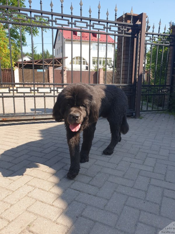 Фотография № 244063