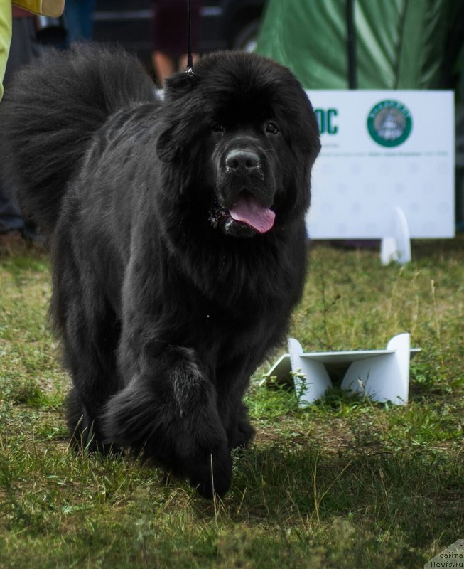 Фото: ньюфаундленд Белкондер-Клаб Марсельеза, ньюфаундленд Белкондер-Клаб Марсельеза