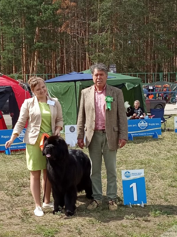 Фото: Юлия Кулинич, ньюфаундленд Белкондер-Клаб Марсельеза, Эксперт Schimpf, Otto / Отто Шимпф (Австрия)