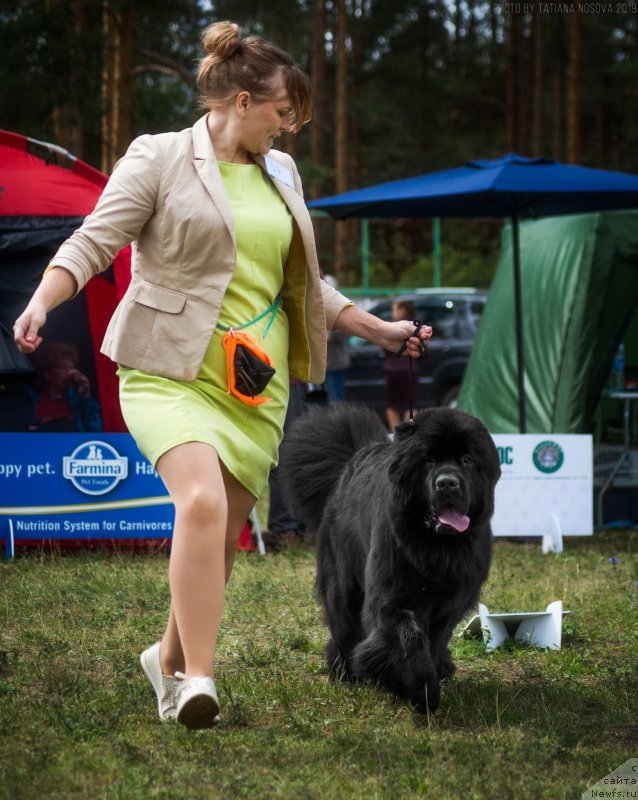 Фото: Юлия Кулинич, ньюфаундленд Белкондер-Клаб Марсельеза