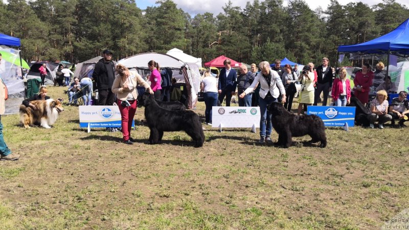Фото: ньюфаундленд Белкондер-Клаб Марсельеза, Юлия Кулинич, Супер Премиум Ялта