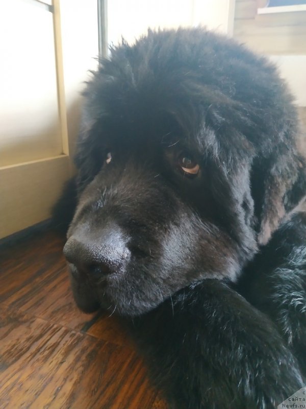 Фото: ньюфаундленд Плюшевая Панда Яр (Plushevaya Panda Yar)