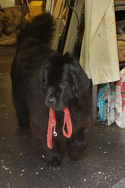 Фото: ньюфаундленд Черная Мафия Ангел Амонг Ус (Chernaya Mafia Аngel Among Us)