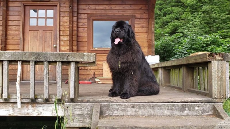 Фото: ньюфаундленд Черная Мафия Ангел Амонг Ус (Chernaya Mafia Аngel Among Us)