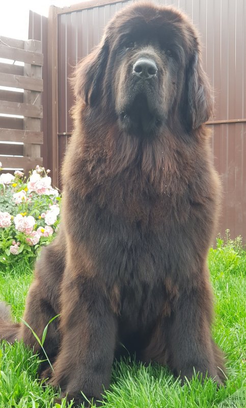 Фото: ньюфаундленд Любезная Нежная Лаура (Lyubeznaya Nezhnaya Laura)