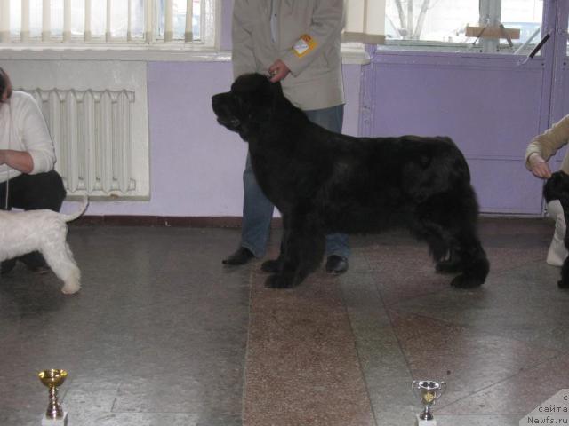 Фото: ньюфаундленд Butterfly from Giant's Island