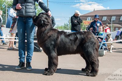 Фото: ньюфаундленд Лаской Согревающая Лаика (Laskoy Sogrevayuschaya Laika)
