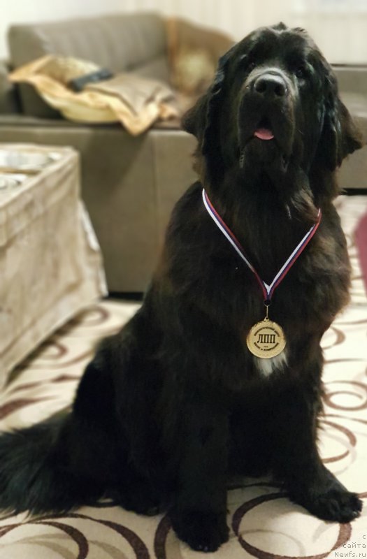 Фото: ньюфаундленд Лаской Согревающая Лаика (Laskoy Sogrevayuschaya Laika)