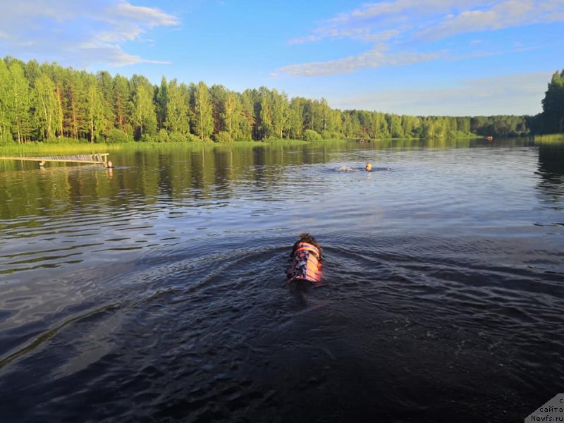 Фото: ньюфаундленд Ньюфорт Аманда Блум (Njufort Amanda Blum)